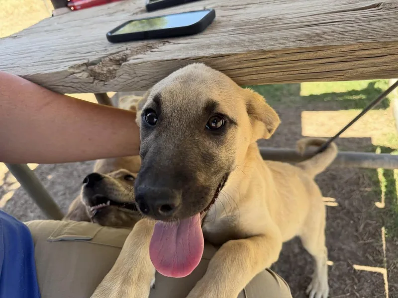 A young large-sized female German Shepherd Dog dog named Evelyn for adoption in Coralville, IA