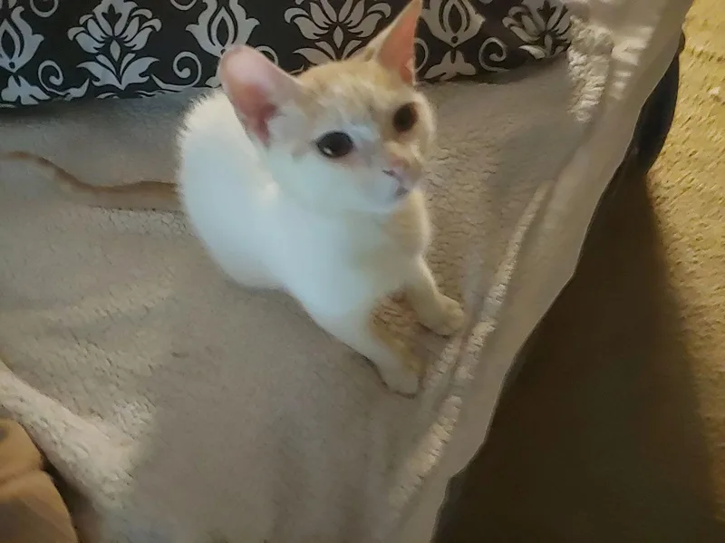 Montecor thumbnail 2