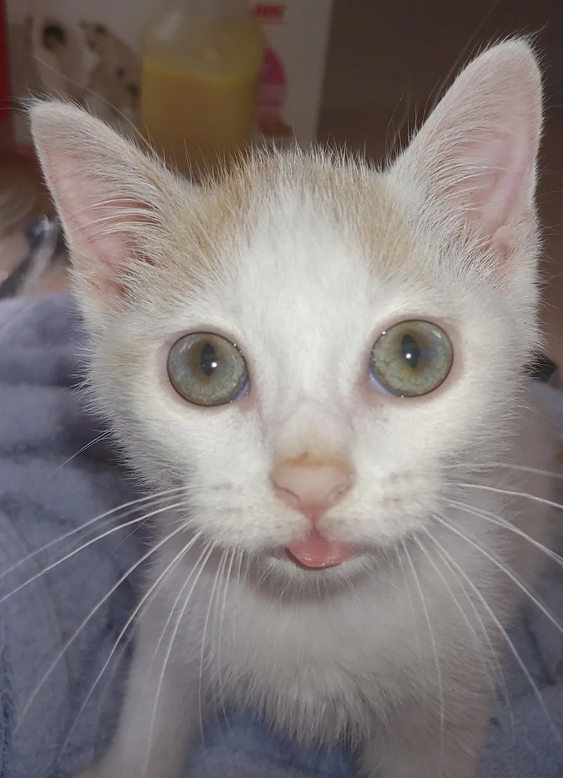 Montecor thumbnail 3