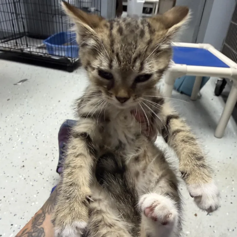 A baby small-sized female Brown / Chocolate Domestic Short Hair cat named Somerset for adoption in Marion, VA