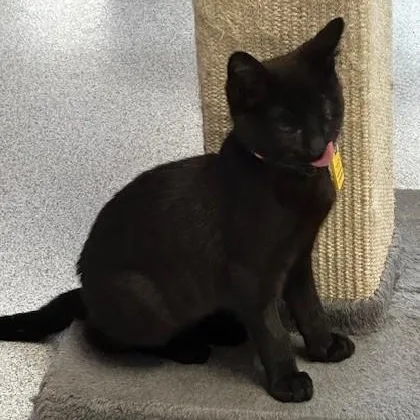 Ziggy  One Eyed thumbnail 2