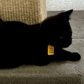 Ziggy  One Eyed thumbnail 3