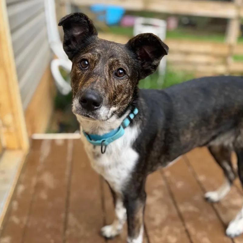 A young small-sized female Black Mixed Breed dog named Fairborn for adoption in Fredericksburg, VA