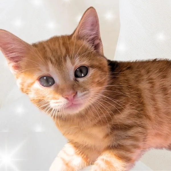 A baby small-sized female Orange / Red Domestic Short Hair cat named White for adoption in Green Bay, WI