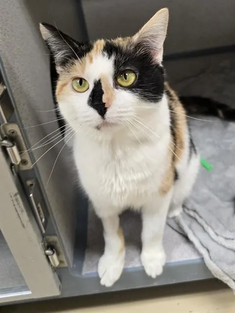 A young small-sized female Domestic Short Hair cat named Elita for adoption in Aliquippa, PA