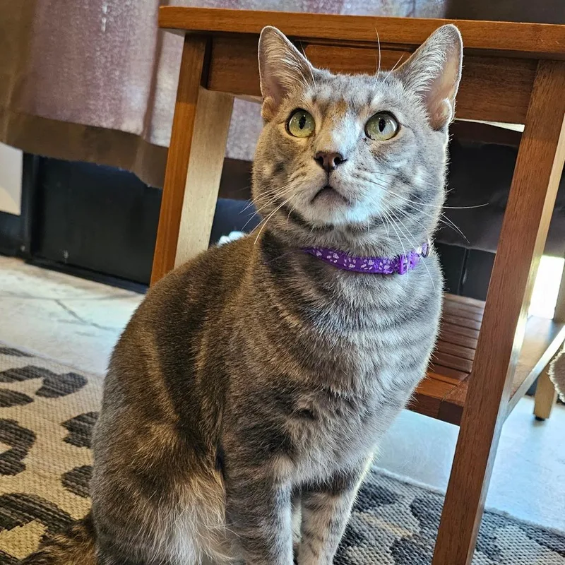 An adult large-sized male Gray / Blue / Silver Domestic Short Hair cat named Timmy for adoption in San Diego, CA