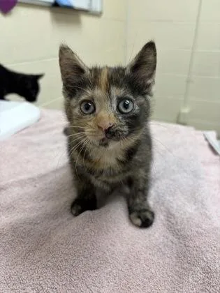 An adult small-sized female Domestic Short Hair cat named Julia for adoption in Westland, MI
