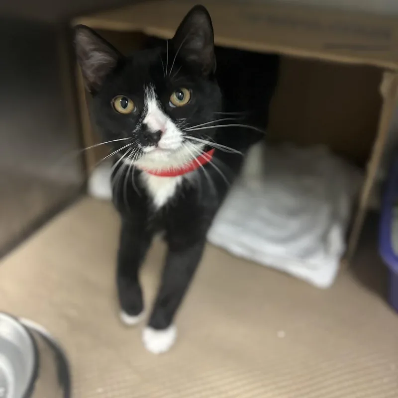 An adult medium-sized female Black Domestic Short Hair cat named Sofi for adoption in Wantagh, NY