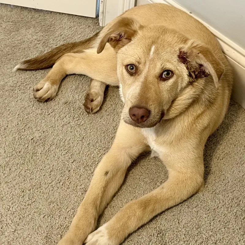 A young medium-sized female Yellow / Tan / Blond / Fawn Border Collie dog named Dolly T for adoption in Peachtree City, GA