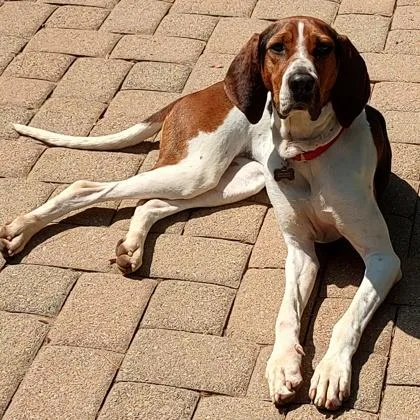 An adult medium-sized female Treeing Walker Coonhound dog named Trixie for adoption in Roseville, CA