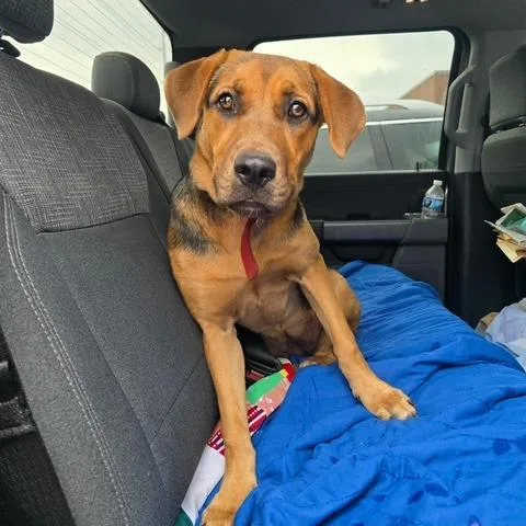 A young medium-sized female Red / Chestnut / Orange Hound dog named Stormy for adoption in West Point, MS