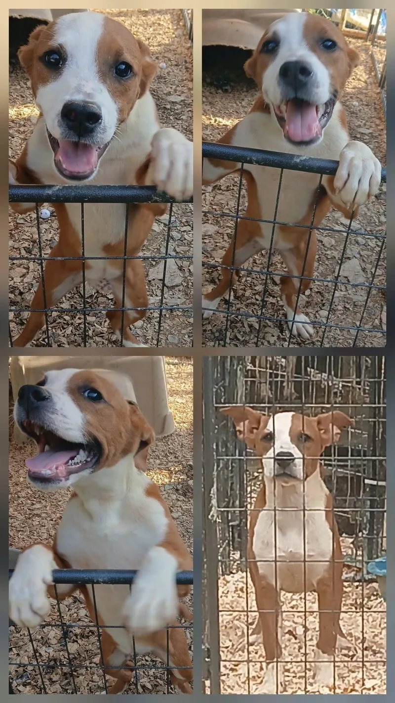 A young medium-sized male Brown / Chocolate Boxer dog named Oden for adoption in Lonsdale, AR