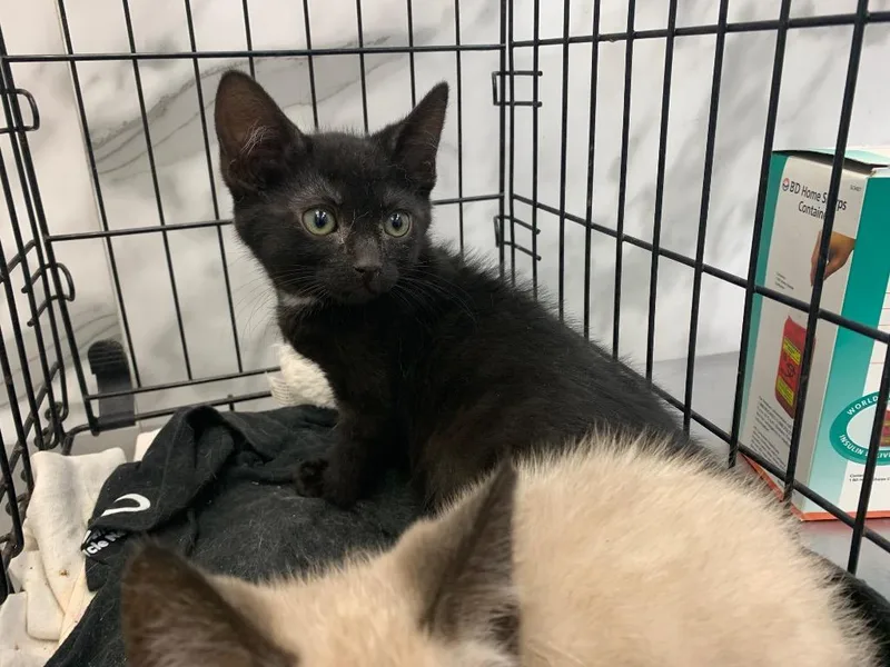 A baby small-sized male Domestic Short Hair cat named Nash for adoption in Tucumcari, NM