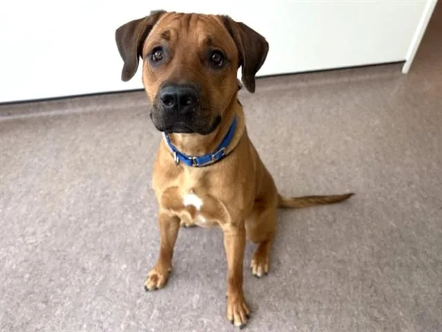 A young large-sized male Rhodesian Ridgeback dog named Manny for adoption in Saint Louis, MO