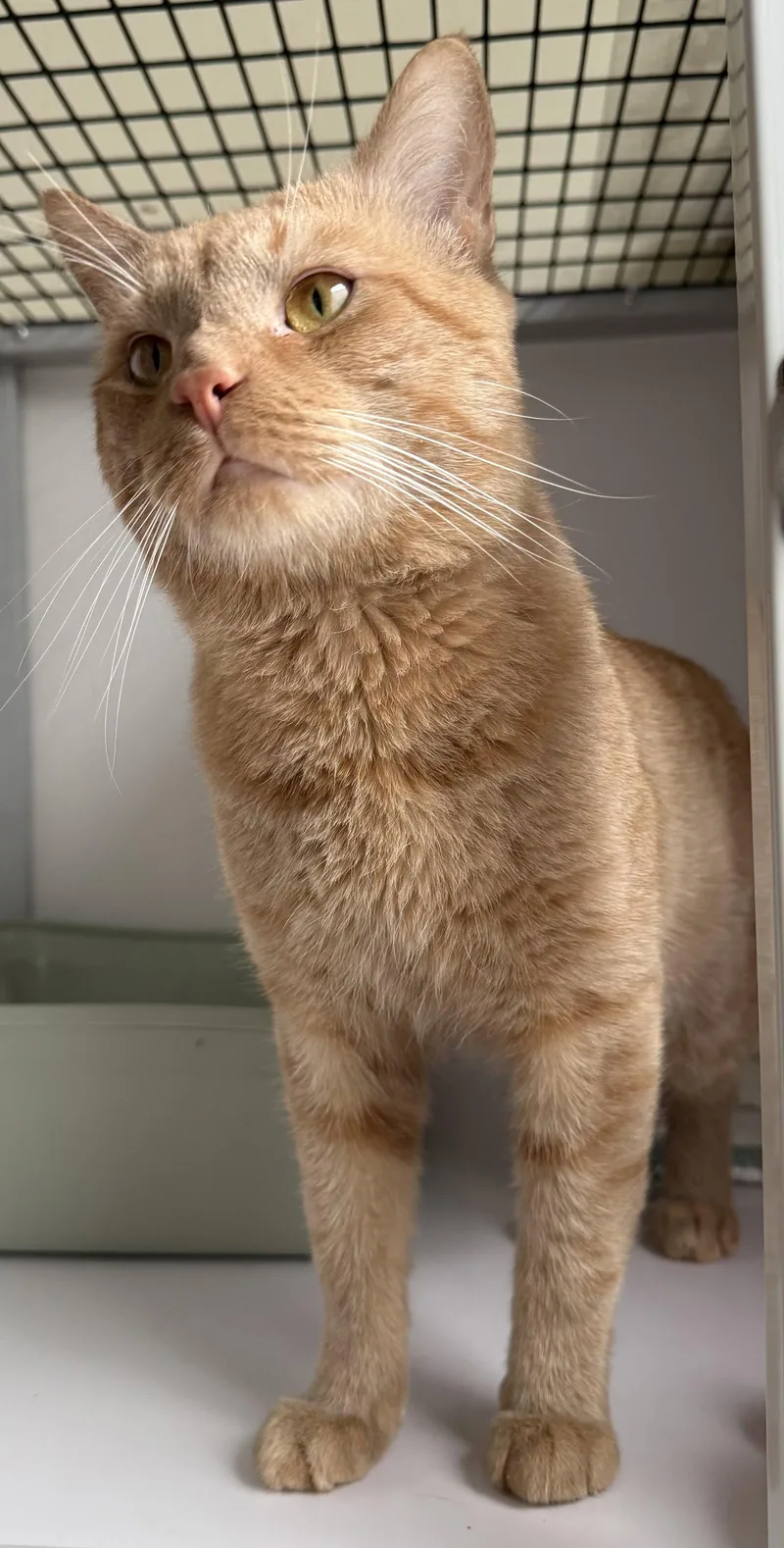A young medium-sized male Orange / Red Domestic Short Hair cat named Simba for adoption in Alexandria, VA