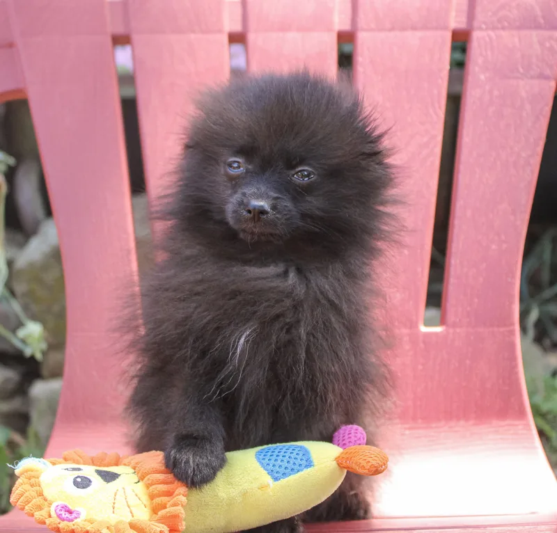 A young small-sized male Black Pomeranian dog named Ink for adoption in Neosho, MO