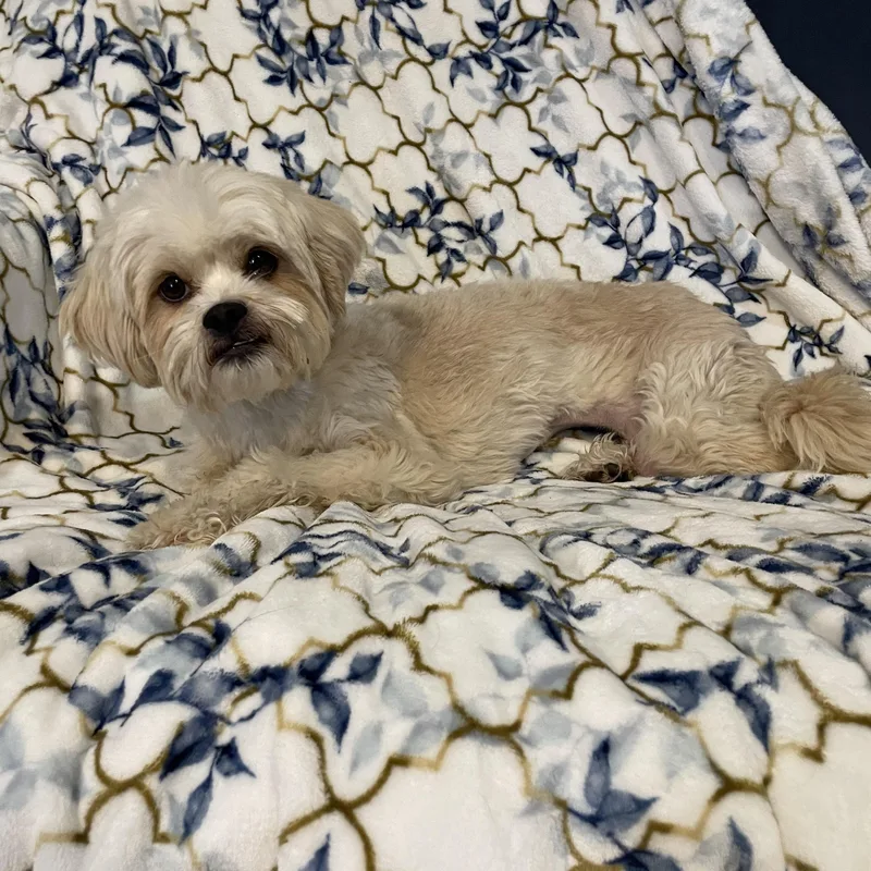 Chloe thumbnail 3