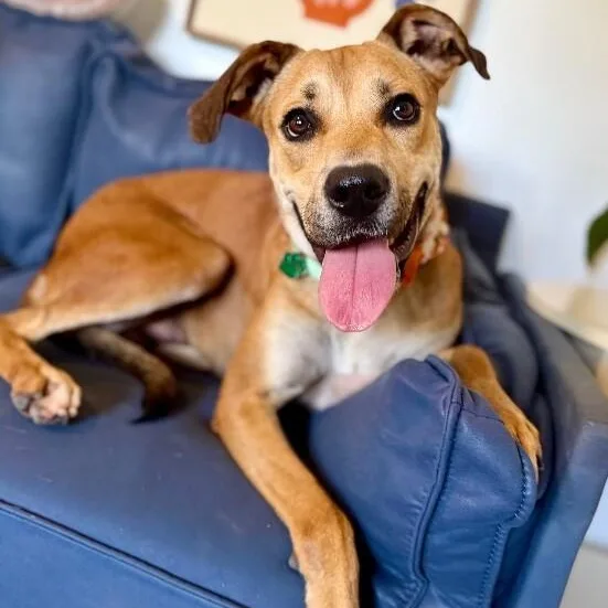 A young large-sized male Yellow / Tan / Blond / Fawn Labrador Retriever dog named Rye Sweet As Pie for adoption in Friendswood, TX