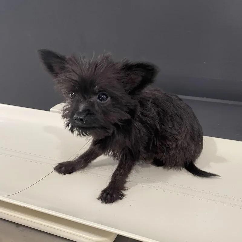 A baby small-sized male Black Yorkshire Terrier dog named Zorro for adoption in Livingston, TX