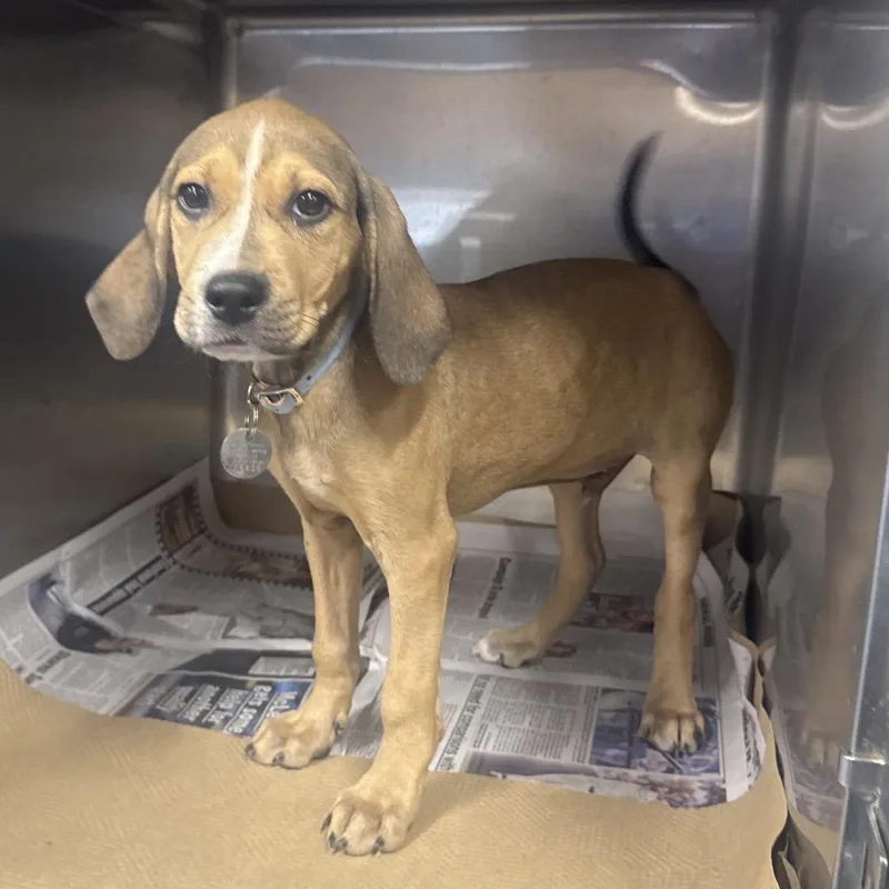A baby small-sized male Mixed Breed dog named LA Tug for adoption in Port Washington, NY