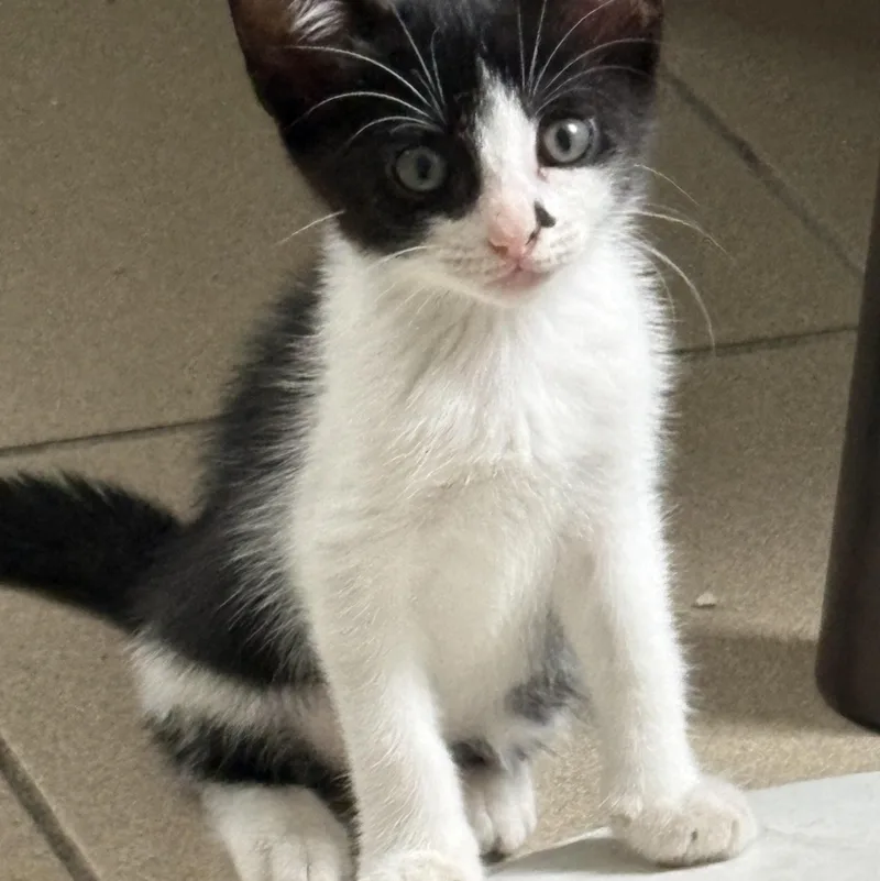 A baby small-sized male Domestic Short Hair cat named Orpheus for adoption in Aibonito, PR