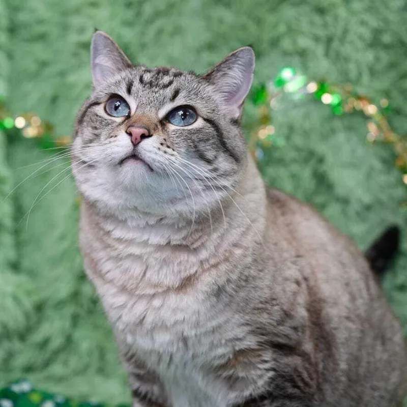 Zarabell thumbnail 2