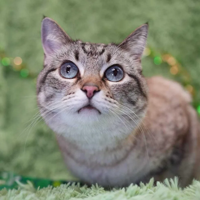 Zarabell thumbnail 3