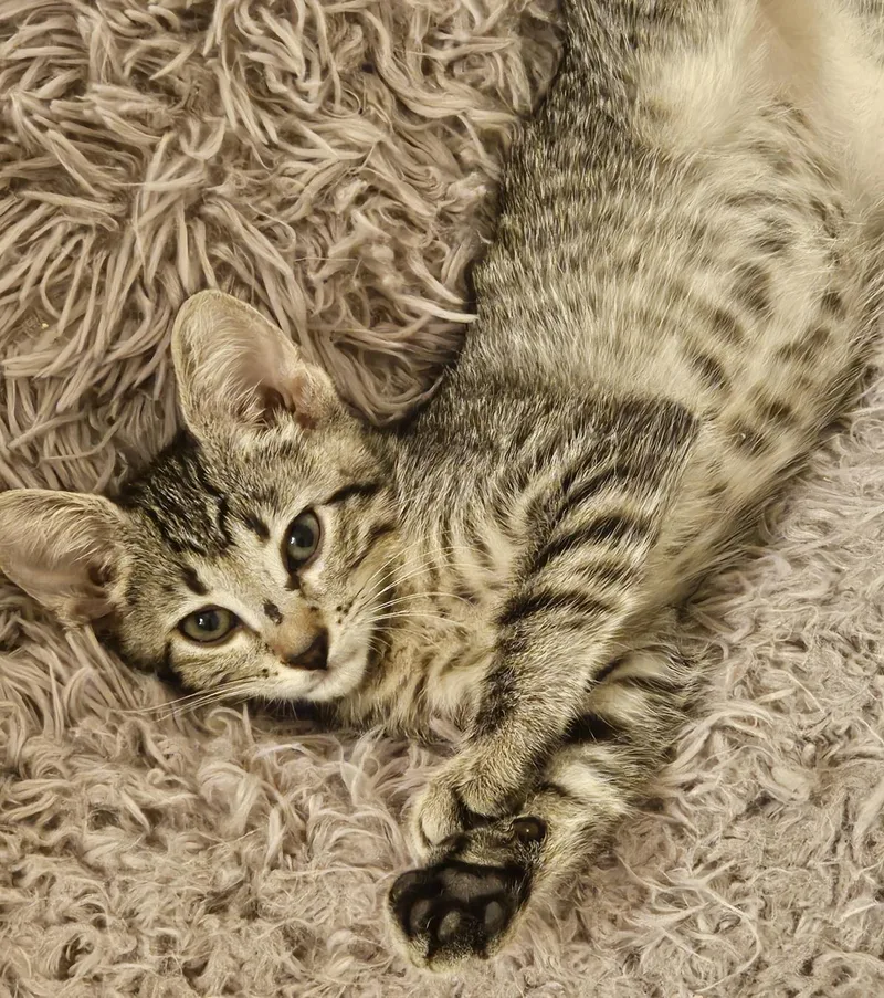 A young small-sized male Tabby (Gray / Blue / Silver) Tabby cat named Birk Bates for adoption in Chandler, AZ