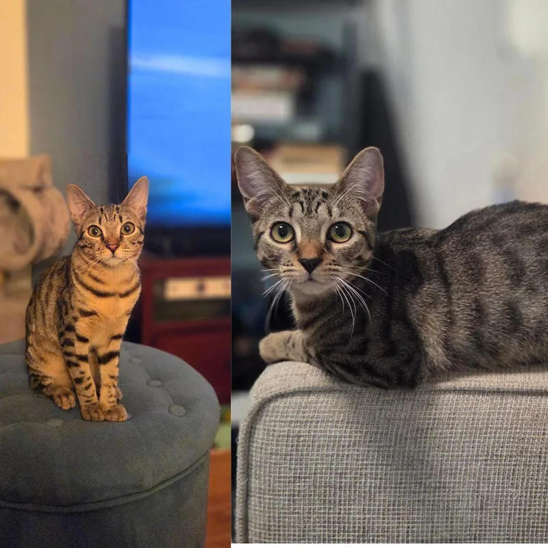 A baby medium-sized female Domestic Short Hair cat named Junebug & Millipede for adoption in Brooklyn, NY