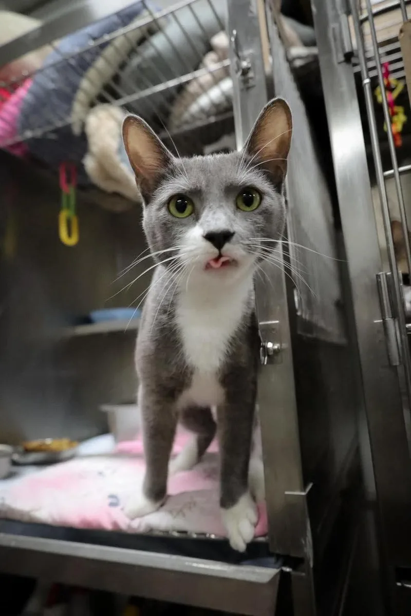 An adult medium-sized male Gray & White Domestic Short Hair cat named Larkin for adoption in Greensburg, IN
