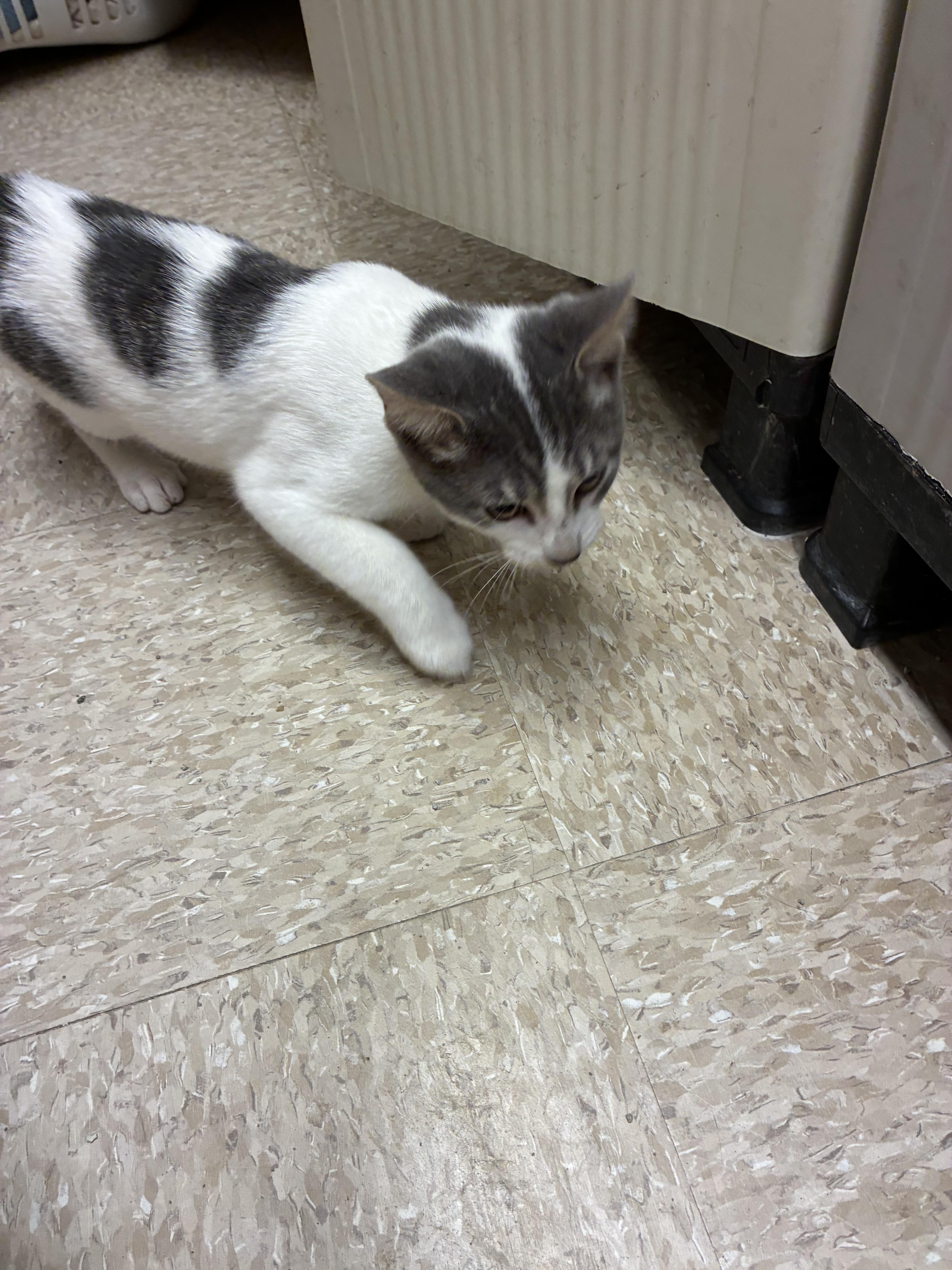 A baby small-sized male Gray & White Domestic Short Hair cat named Mr. Daisy Petsmart for adoption in Kalamazoo, MI