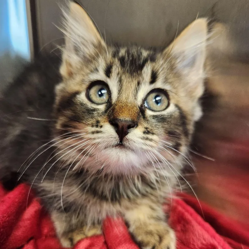 A baby medium-sized female Domestic Medium Hair cat named Debbie for adoption in Liberty, MO