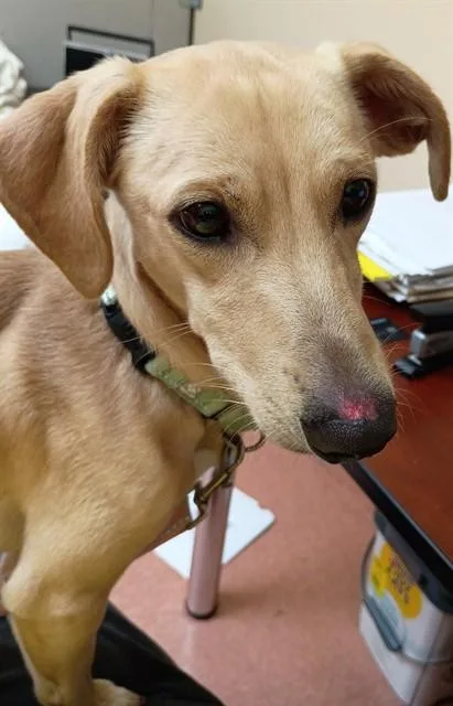 An adult small-sized male Dachshund dog named Dudley for adoption in Aliquippa, PA