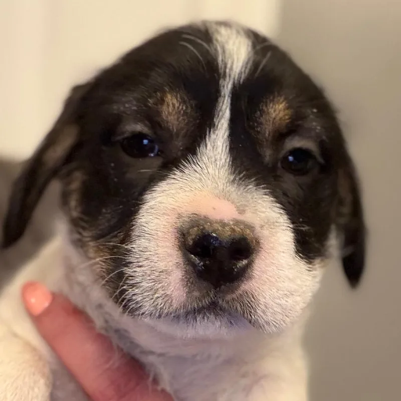A baby small-sized female White / Cream Rat Terrier dog named Jemmy  Black for adoption in Greenfield, IN