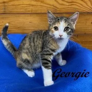 Georgie