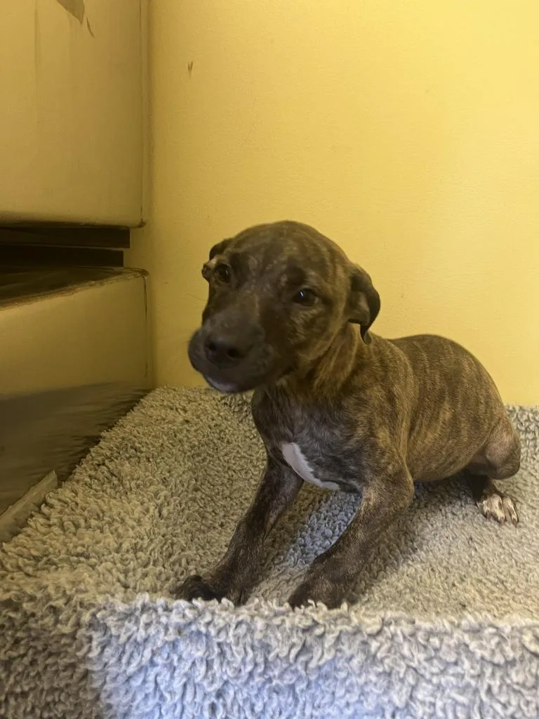 A baby medium-sized female Mixed Breed dog named Priscilla โ
for adoption in Florence, SC