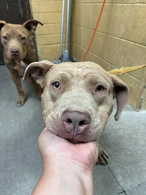 A young large-sized female Pit Bull Terrier dog named Mrs.otterton for adoption in Stockton, CA