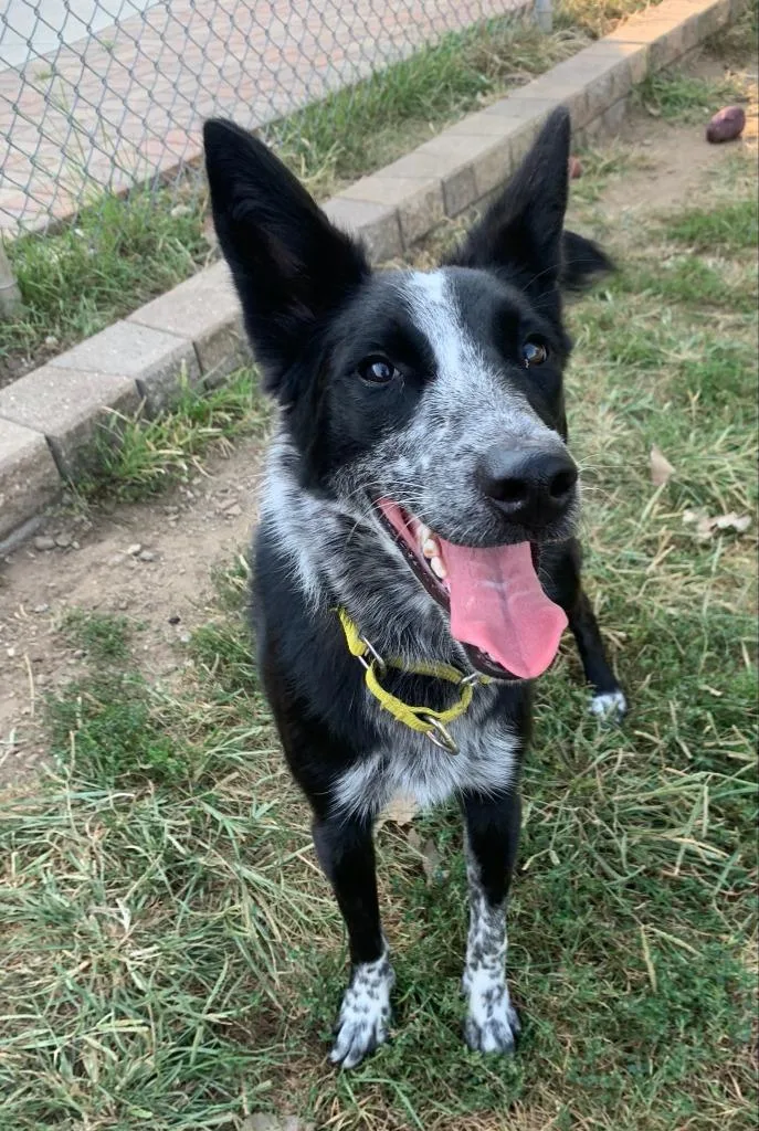 An adult medium-sized female Australian Shepherd dog named Abby for adoption in South Bend, IN