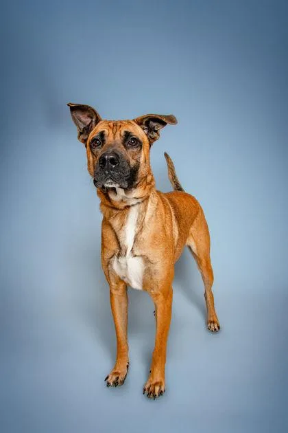 A young large-sized male Mixed Breed dog named Kit for adoption in Knoxville, TN
