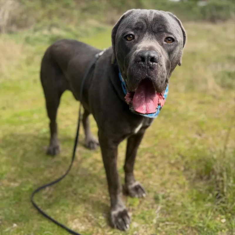 An adult extra large-sized male Gray / Blue / Silver Cane Corso dog named Ozzie for adoption in lynnwood , WA