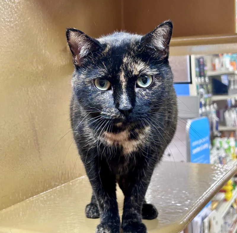 An adult medium-sized female Tortoiseshell Domestic Short Hair cat named Didi for adoption in Huntley, IL