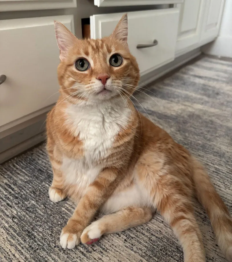 An adult medium-sized female Orange / Red Domestic Short Hair cat named Dini for adoption in Monrovia, CA