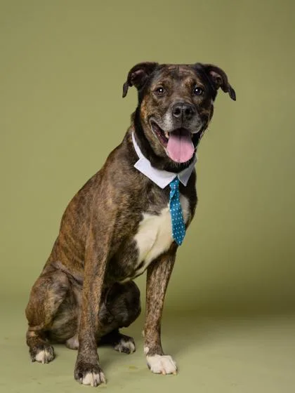 An adult large-sized male Mixed Breed dog named Marcellous for adoption in Atlanta, GA
