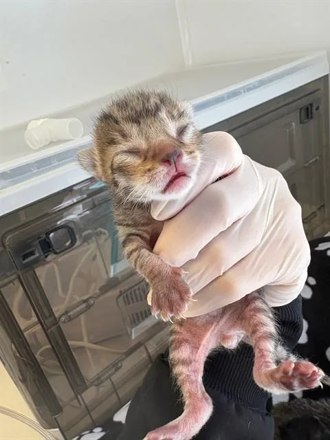 A baby small-sized male Domestic Short Hair cat named Reese for adoption in Rancho Cucamonga, CA