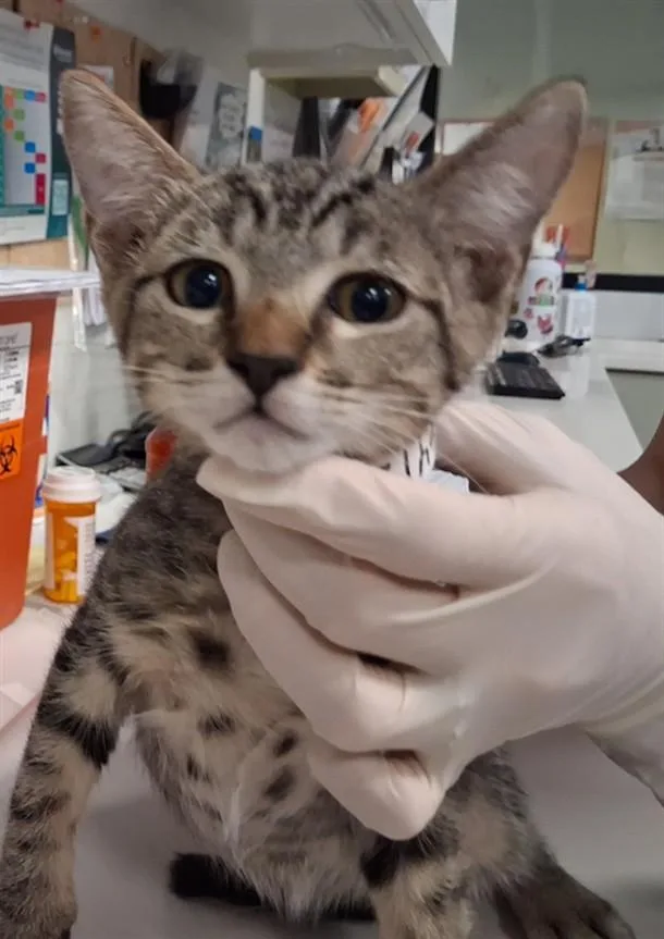 A baby small-sized male Domestic Short Hair cat named Signal for adoption in Santa Fe, NM