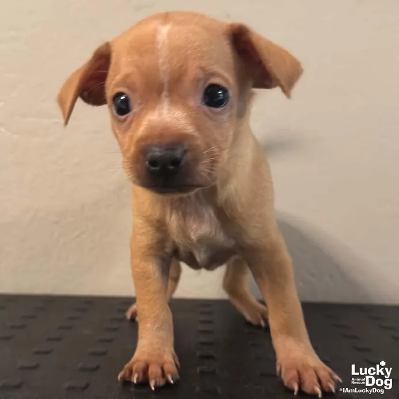 A baby small-sized male Chihuahua dog named Denzel for adoption in Washington, DC