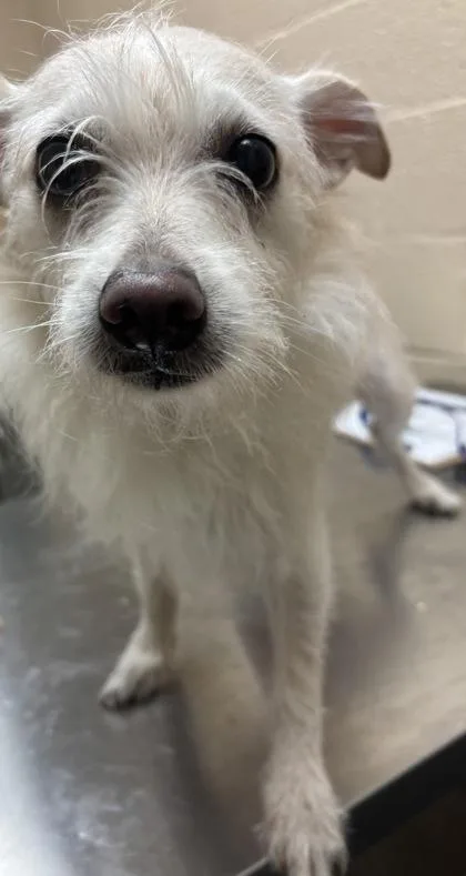 A senior small-sized female Chihuahua dog named Sky for adoption in Harlingen, TX