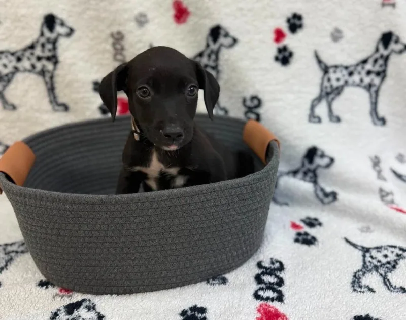 A baby small-sized female Jack Russell Terrier dog named Norman white tan collar for adoption in Syracuse, IN