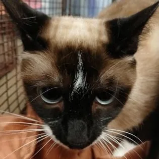 An adult medium-sized female Brown / Chocolate Siamese cat named Amelie for adoption in Rapid City, SD