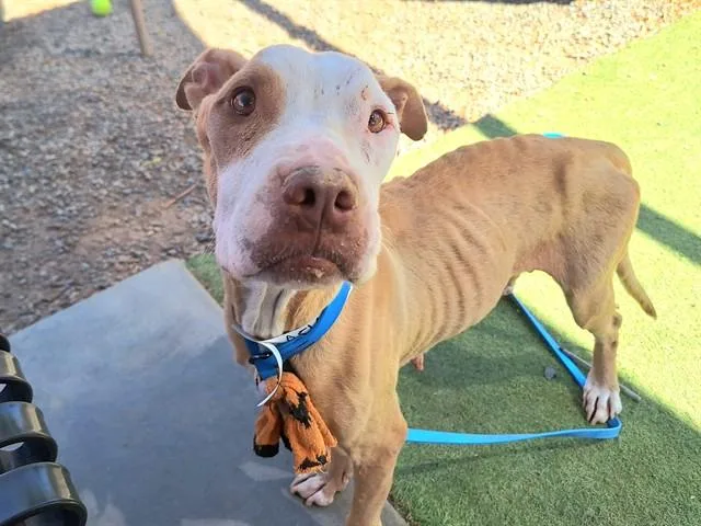 An adult large-sized female Pit Bull Terrier dog named Kewpie for adoption in Phoenix, AZ